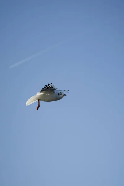 Ларус дельфис, летающий в воздухе, Чайка с кольцами, изолированная, летящая в воздухе — стоковое фото
