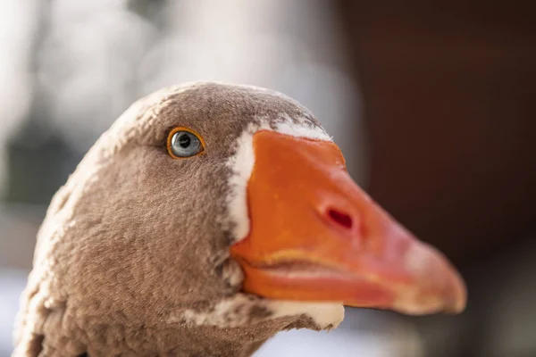 Anser anser close up macro photography, grey goose close-up Imagen —  Fotos de Stock