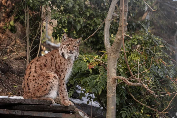 Lynx seduta su un po 'di legno, Lynx fotografia da vicino, Lynx immagine — Foto Stock