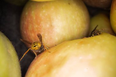 Eşekarılarının elmalar üzerindeki süper makro fotoğrafçılığı Wesp biraz elma makro fotoğrafçılığı yer.