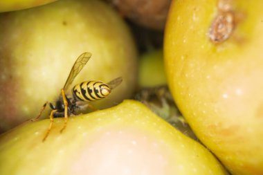 Eşekarılarının elmalar üzerindeki süper makro fotoğrafçılığı Wesp biraz elma makro fotoğrafçılığı yer.