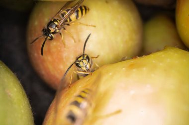 Eşekarılarının elmalar üzerindeki süper makro fotoğrafçılığı Wesp biraz elma makro fotoğrafçılığı yer.