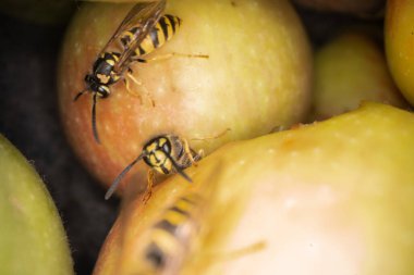 Eşekarılarının elmalar üzerindeki süper makro fotoğrafçılığı Wesp biraz elma makro fotoğrafçılığı yer.