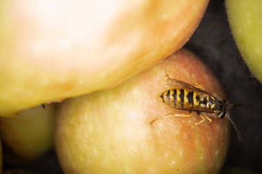 Eşekarılarının elmalar üzerindeki süper makro fotoğrafçılığı Wesp biraz elma makro fotoğrafçılığı yer.