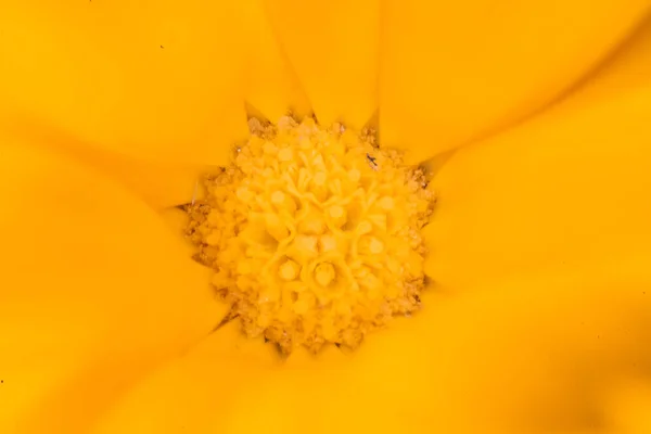 Super Macro Photography Flower — Stock Photo, Image