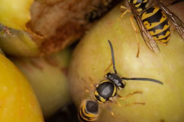 Eşekarılarının elmalar üzerindeki süper makro fotoğrafçılığı Wesp biraz elma makro fotoğrafçılığı yer.