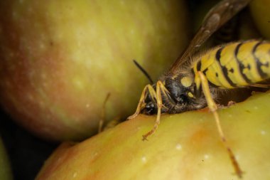 Eşekarılarının elmalar üzerindeki süper makro fotoğrafçılığı Wesp biraz elma makro fotoğrafçılığı yer.