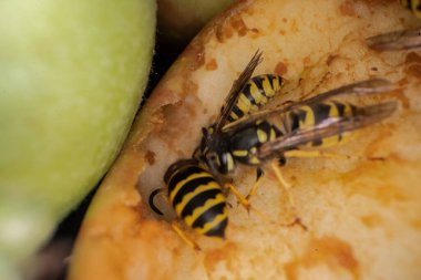 Eşekarılarının elmalar üzerindeki süper makro fotoğrafçılığı Wesp biraz elma makro fotoğrafçılığı yer.
