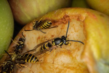 Eşekarılarının elmalar üzerindeki süper makro fotoğrafçılığı Wesp biraz elma makro fotoğrafçılığı yer.