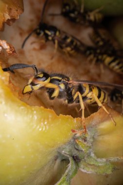 Eşekarılarının elmalar üzerindeki süper makro fotoğrafçılığı Wesp biraz elma makro fotoğrafçılığı yer.