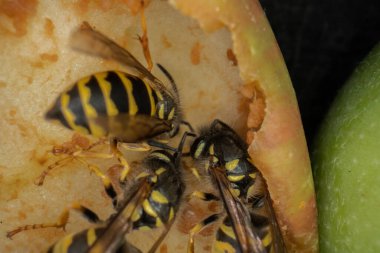 Eşekarılarının elmalar üzerindeki süper makro fotoğrafçılığı Wesp biraz elma makro fotoğrafçılığı yer.