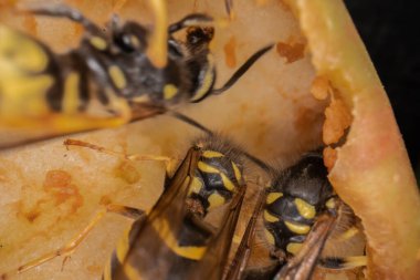 Eşekarılarının elmalar üzerindeki süper makro fotoğrafçılığı Wesp biraz elma makro fotoğrafçılığı yer.