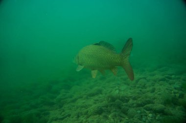Avustralya 'da bir gölde su altı fotoğrafçılığı