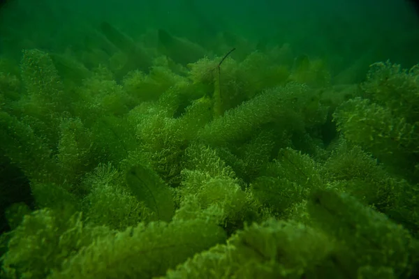 Photographie Sous Marine Dans Lac Autriche — Photo