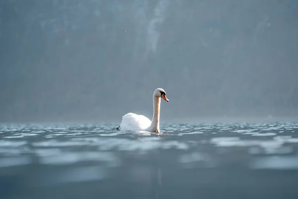 Swan Beautiful Lake Hallstatt Close Swan Image Hallstatt Austria Amazing — Stock Photo, Image