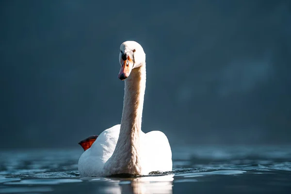 ハルシュタットの美しい湖で白鳥 ハルシュタットのオーストリアで白鳥の画像を閉じ 素晴らしい野生動物の画像 — ストック写真