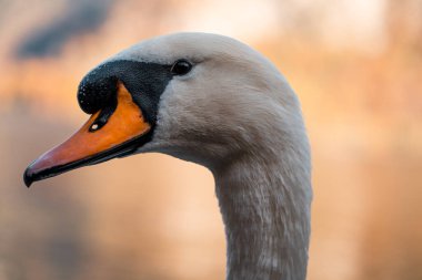 Hallstatt Gölü 'nde kuğu, Hallstatt Avusturalya' da kuğu görüntüsü, inanılmaz vahşi yaşam görüntüsü.