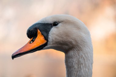 Hallstatt Gölü 'nde kuğu, Hallstatt Avusturalya' da kuğu görüntüsü, inanılmaz vahşi yaşam görüntüsü.