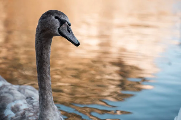 ハルシュタットの美しい湖で白鳥 ハルシュタットのオーストリアで白鳥の画像を閉じ 素晴らしい野生動物の画像 — ストック写真