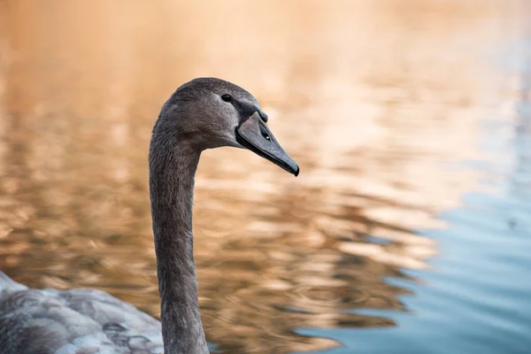 ハルシュタットの美しい湖で白鳥 ハルシュタットのオーストリアで白鳥の画像を閉じ 素晴らしい野生動物の画像 — ストック写真