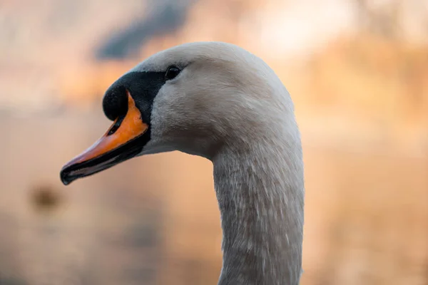 ハルシュタットの美しい湖で白鳥 ハルシュタットのオーストリアで白鳥の画像を閉じ 素晴らしい野生動物の画像 — ストック写真