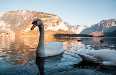 Hallstatt Gölü 'nde kuğu, Hallstatt Avusturalya' da kuğu görüntüsü, inanılmaz vahşi yaşam görüntüsü.