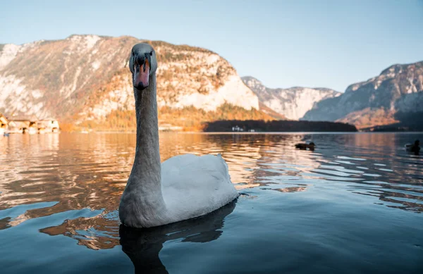 Swan Beautiful Lake Hallstatt Close Swan Image Hallstatt Austria Amazing — Stock Photo, Image