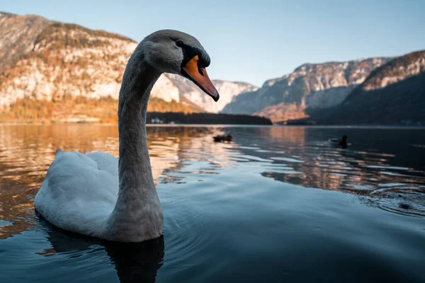 Swan Beautiful Lake Hallstatt Close Swan Image Hallstatt Austria Amazing — Stock Photo, Image