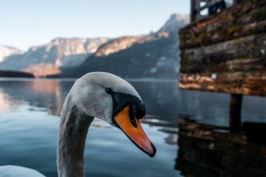 Hallstatt Gölü 'nde kuğu, Hallstatt Avusturalya' da kuğu görüntüsü, inanılmaz vahşi yaşam görüntüsü.