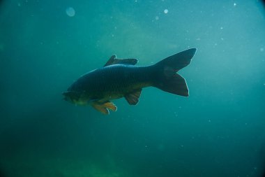 Suyun altında sazan balığı, balık fotoğrafçılığı, sualtı fotoğrafçılığı, Avustralya gölü yaban hayatı.