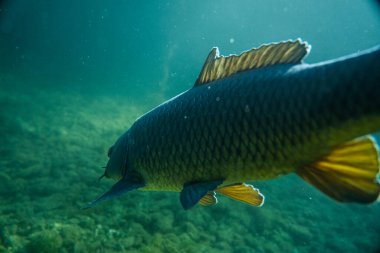 Suyun altında sazan balığı, balık fotoğrafçılığı, sualtı fotoğrafçılığı, Avustralya gölü yaban hayatı.