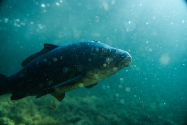 Suyun altında sazan balığı, balık fotoğrafçılığı, sualtı fotoğrafçılığı, Avustralya gölü yaban hayatı.