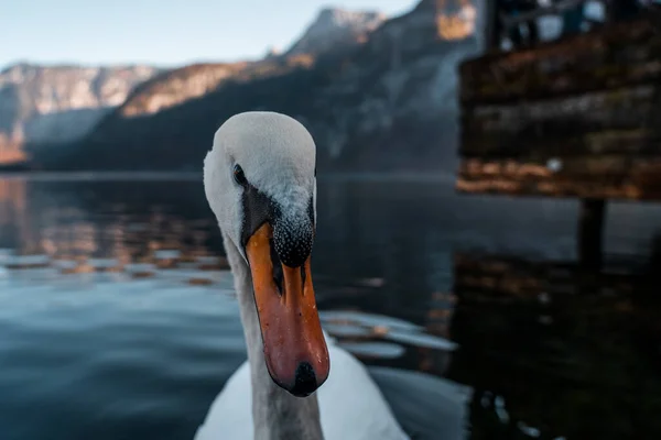 Swan Beautiful Lake Hallstatt Close Swan Image Hallstatt Austria Amazing — Stock Photo, Image