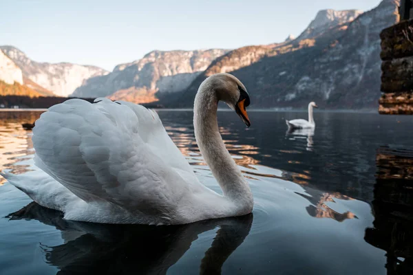 Swan Beautiful Lake Hallstatt Close Swan Image Hallstatt Austria Amazing — Stock Photo, Image