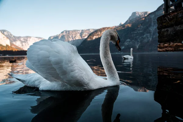 Swan Beautiful Lake Hallstatt Close Swan Image Hallstatt Austria Amazing — Stock Photo, Image