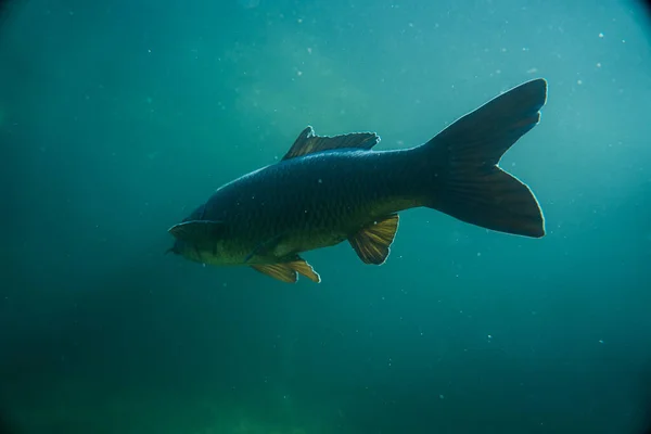 Karper Onder Waterbeeld Fotografie Vissen Onderwaterfotografie Wilde Dieren Oostenrijk — Stockfoto