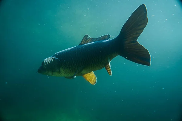 Karper Onder Waterbeeld Fotografie Vissen Onderwaterfotografie Wilde Dieren Oostenrijk — Stockfoto