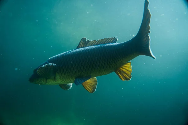Suyun altında sazan balığı, balık fotoğrafçılığı, sualtı fotoğrafçılığı, Avustralya gölü yaban hayatı.