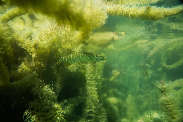 Snoek Onder Water Beeld Snoek Een Meer Onder Water Onderwater — Stockfoto