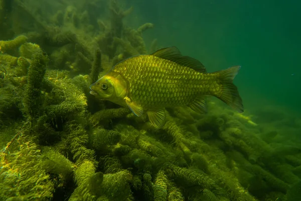 Karper Onder Waterbeeld Fotografie Vissen Onderwaterfotografie Wilde Dieren Oostenrijk — Stockfoto