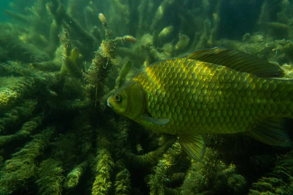 Karper Onder Waterbeeld Fotografie Vissen Onderwaterfotografie Wilde Dieren Oostenrijk — Stockfoto