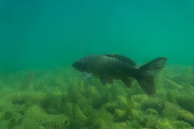 Suyun altında sazan balığı, balık fotoğrafçılığı, sualtı fotoğrafçılığı, Avustralya gölü yaban hayatı.