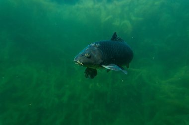 Suyun altında sazan balığı, balık fotoğrafçılığı, sualtı fotoğrafçılığı, Avustralya gölü yaban hayatı.