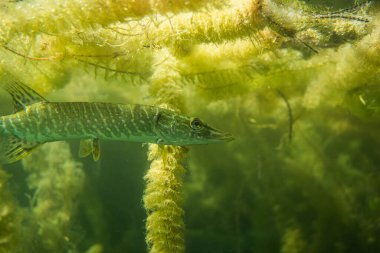 Suyun altındaki turna balığı, suyun altındaki bebek turna balığı, sualtı vahşi yaşam fotoğrafçılığı.