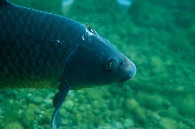 Suyun altında sazan balığı, balık fotoğrafçılığı, sualtı fotoğrafçılığı, Avustralya gölü yaban hayatı.