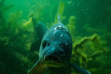 Suyun altında sazan balığı görüntüyü kapatır, balık fotoğrafçılığı kapatır.,
