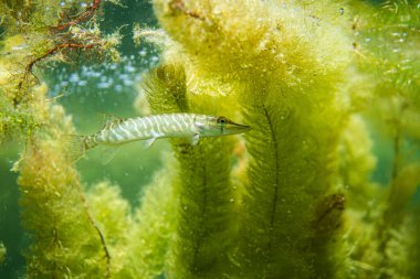 Avustralya 'da bir gölde küçük bir turna balığı, göl çimlerinin altında yüzen turna balığı.