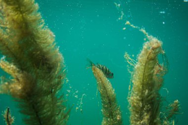 Avusturya 'da bir gölün altında su altı fotoğrafçılığı, inanılmaz sualtı balık fotoğrafçılığı.