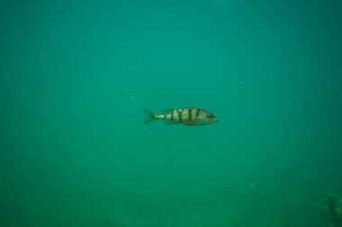 Avusturya 'da bir gölün altında su altı fotoğrafçılığı, inanılmaz sualtı balık fotoğrafçılığı.