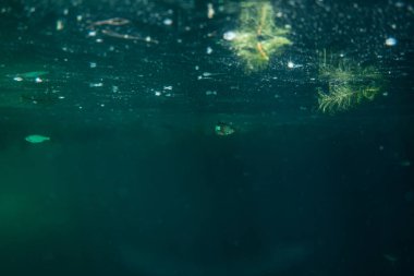 Avustralya Avrupa 'da güzel bir gölün yüzeyine yakın küçük balıklar